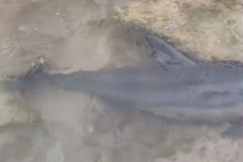 Balawista Lebak selamatkan lumba-lumba hidung botol terdampar