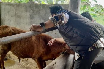 Pemko Batam lanjutkan vaksinasi PMK tahap dua untuk 400 hewan ternak