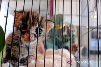 Warga Sampit serahkan Macan dan Belang ke BKSDA