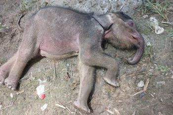 Ramai dicari warganet, gajah Yuni ternyata meninggal karena pneumonia