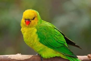 BBKSDA NTT lepasliarkan enam burung perkici timor yang dilindungi