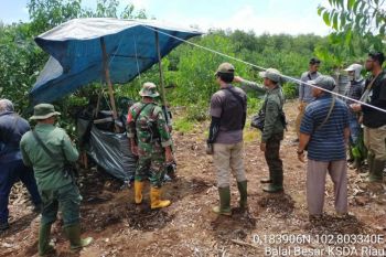Seekor harimau sumatera masuk ke kandang perangkap BBKSDA Riau