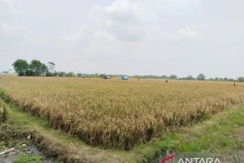 Bupati Karawang target asuransikan 88 ribu hektare sawah