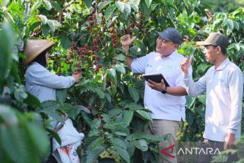 Cerita dari Banaran tentang kebun kopi yang menghidupi