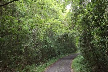 Dishut Lampung imbau masyarakat tak beraktivitas dalam kawasan hutan