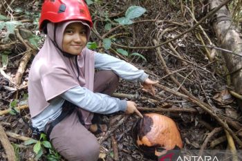 Pokdarwis temukan calon bunga Rafflesia Arnoldi di Solok Sumbar