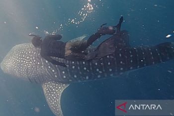 Whale sharks become new tourist magnet in E Kalimantan's Pulau Miang