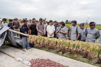 Pemkab Badung kembangkan pertanian bawang merah