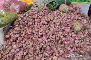 Harga bawang merah antarpulau di Jayapura mencapai Rp75.000 per kg