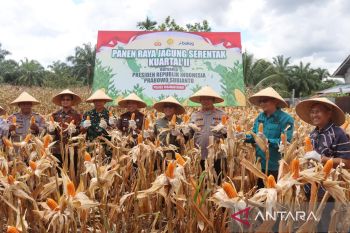 Pemkab Pasaman Barat optimis penambahan tanam jagung 2.000 hektare