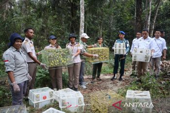 KSDA Labuan Bajo lepasliarkan burung hasil penyelundupan