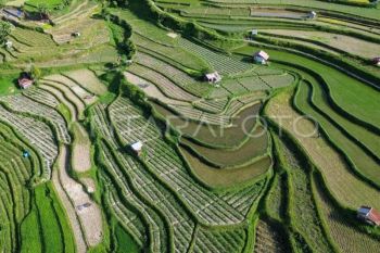 Proyeksi beras nasional surplus September 2025
