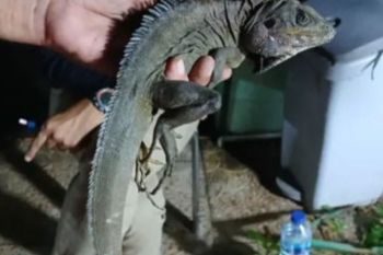 Diduga akan diselundupkan, BKSDA Maluku amankan 116 satwa liar dilindungi