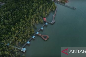 Ketika Setabu melindungi mangrove dengan ponsel dan sinyal seluler