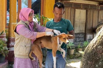 Padang Pariaman vaksinasi ratusan anjing-kucing pasca 10 warga kena gigitan