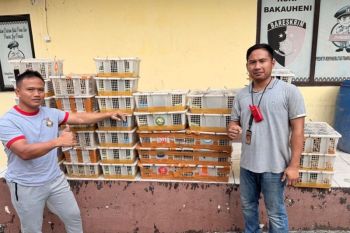 Polisi gagalkan penyelundupan 1.300 ekor burung ilegal di Bakauheni