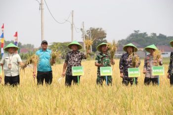 Pemkot Tegal dukung Asta Cita melalui swasembada pangan