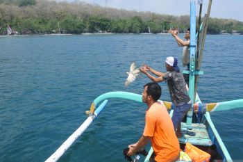 Tradisi ayam sap-sap di Situbondo