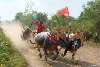 Tradisi Makepung khas Kabupaten Jembrana di Bali