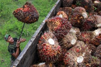 Disbun Kalteng: Harga TBS kelapa sawit tunjukan tren positif