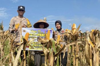 Polsek Murung panen jagung dua ton bersama petani