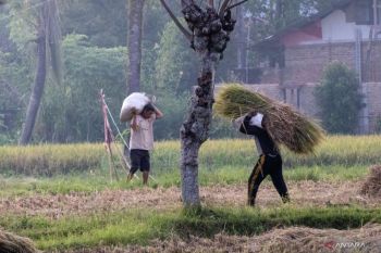 Pemkot Padang pastikan produksi padi stabil meski lahan terbatas