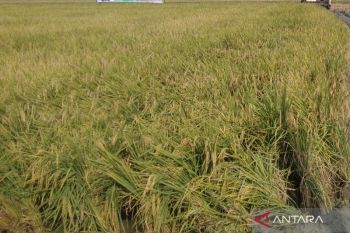 Petani Kudus diimbau tanam padi lebih awal  hindari banjir saat panen