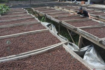 Produksi kopi Jawa Timur