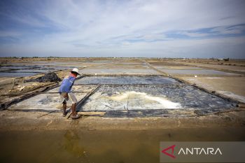 Produksi garam terhenti akibat cuaca