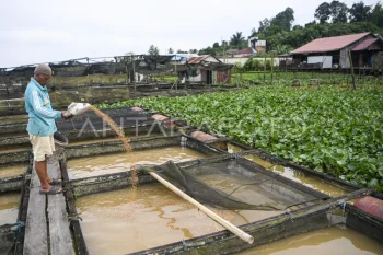 Budidaya ikan air sungai di Kutai Kartanegara