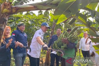 Wali Kota Bogor panen perdana pisang barangan jumbo merah