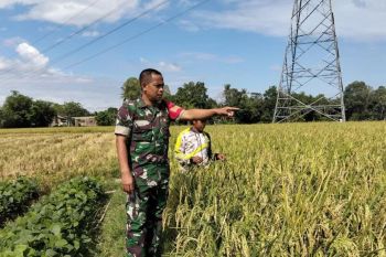 Personel TNI di Jeneponto turun sawah guna tingkatkan produksi petani