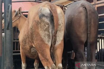 Polisi selidiki jaringan penadah pencurian sapi di Mukomuko