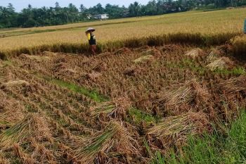 Produksi beras di Lebak surplus 14 bulan ke depan