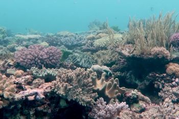Jumlah karang di&nbsp;Australia's Great Barrier Reef turun akibat iklim