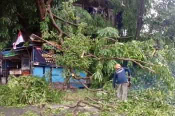 Pemkot Batam kerahkan petugas bersihkan pohon tumbang
