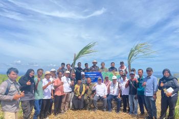 Kementan gulirkan program bongkar ratoon dan perluasan areal tebu