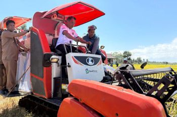 Panen padi di Sidrap alami peningkatan