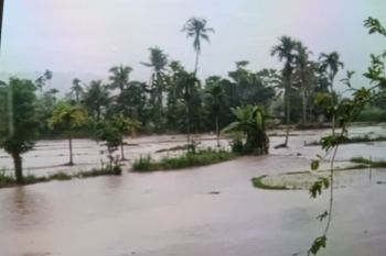 Puluhan hektare sawah di Kabupaten Pasaman terendam banjir