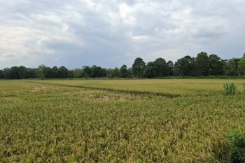 Pemprov Lampung siap terapkan pembangunan ekonomi dari bawah ke atas