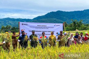 Pertamina wujudkan swasembada pangan lewat sawah inkubasi dekomposer