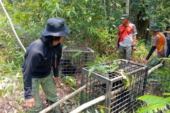 BKSDA Jambi melepasliarkan sejumlah satwa di Hutan Harapan
