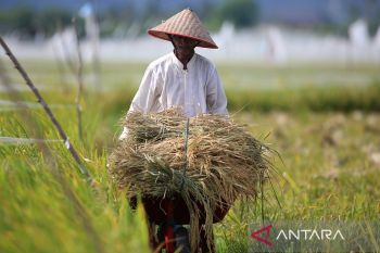 FOTO - Panen padi sawah tadah hujan di Aceh Besar