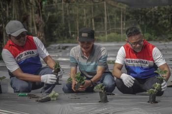 Pertamina nyalakan energi dan asa petani di Rantau Dedap Sumsel