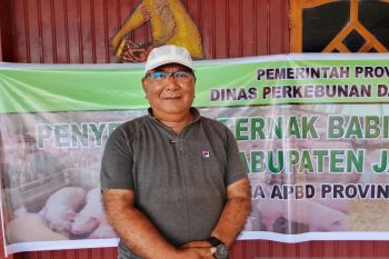 Disbunak Jayapura tetapkan Gresi Selatan pusat kebun kopi-kakao