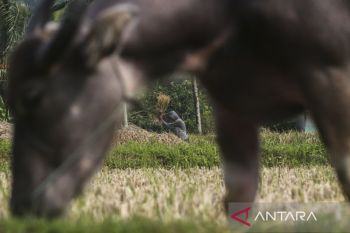 Nilai tukar petani Banten Agustus 2025 naik