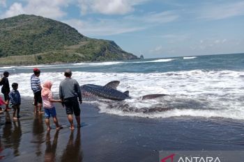 Seekor hiu tutul terdampar di Pantai Pancer Jember
