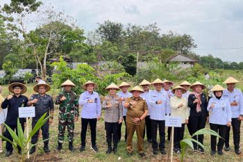 Kanwil Ditjenpas Lampung tanam 720 pohon kelapa di TNWK