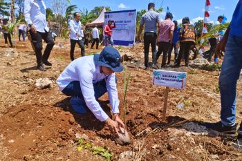 Kemen Imipas NTT tanam 5.000 bibit kelapa guna wujudkan swasembada pangan