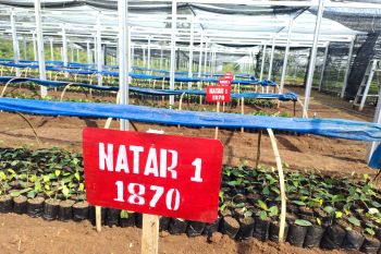 BRMP Lampung: Taman Agro Modern Natar dukung modernisasi pertanian